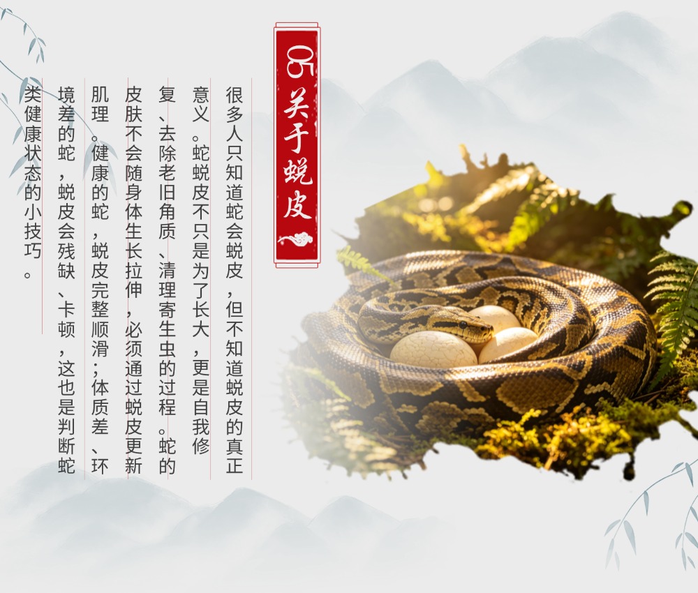 90%的人都不知道的「蛇类冷知识」｜颠覆你对蛇的固有印象 - 蟒蛇行业资讯 - 海南大蟒科技有限公司