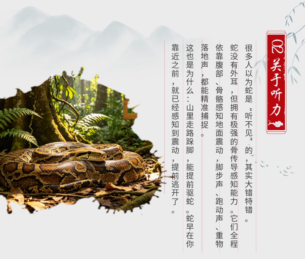 90%的人都不知道的「蛇类冷知识」｜颠覆你对蛇的固有印象 - 蟒蛇行业资讯 - 海南大蟒科技有限公司