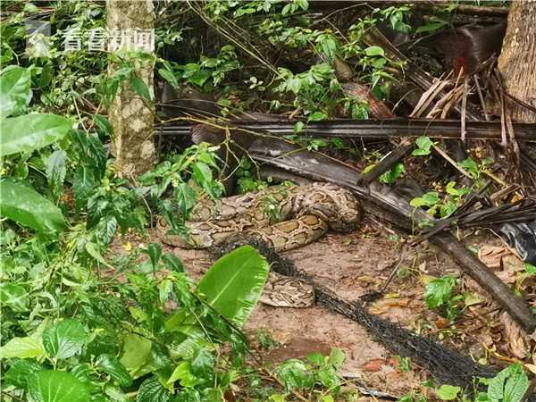 蟒蛇被编织网缠绕现场