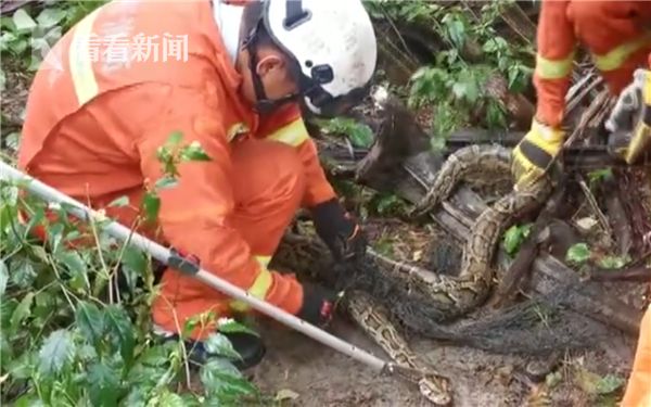 消防员正在解救蟒蛇
